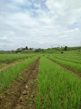 View of rice fields planted Stock Photos