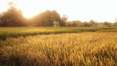 View of rice fields at Praingu Kandang Maujawa, Indonesia. Stock-Footage 343685673