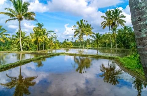 A view of rice fields reflection and palm trees on a clear and sunny day in B Stock Photos
