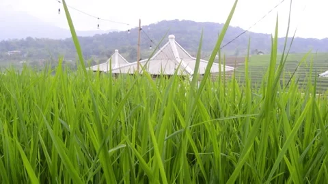 A view of the rice fields with rice plants that are still green and the sky.. 스톡 동영상 259537094
