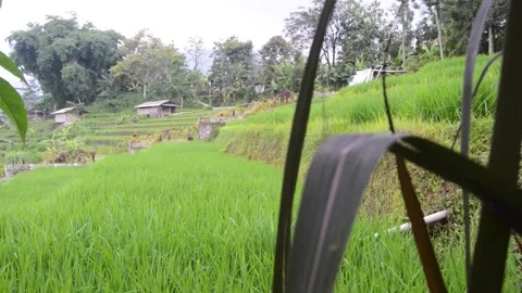 A view of the rice fields with rice plants that are still green and the sky.. 스톡 동영상 259537209