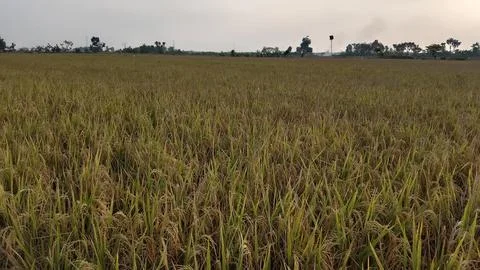 View of rice fields with rice stalks ready to be harvested Photos