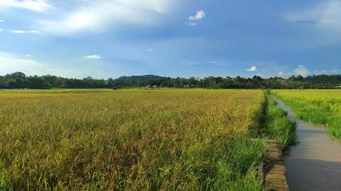 View of rice fields with rice that is starting to turn yellow and blue sky ba Фото