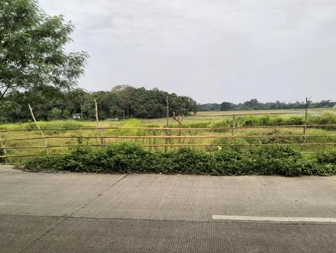 A view of the rice fields by the roadside Stock Photos