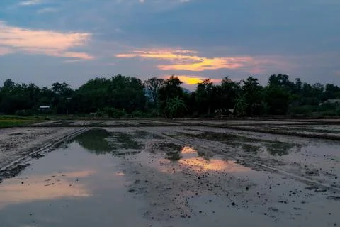 View of rice fields at sunset, countryside in northern Thailand 库存照片