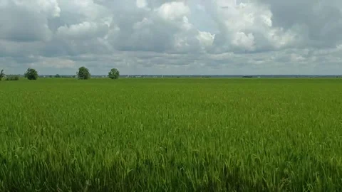 A view of rice fields in a village Stock Footage 295904323