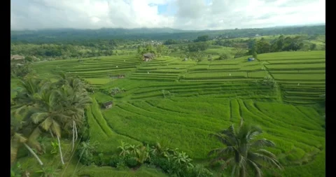 View of rice fields with a volcano in the background Stock Footage 292914391