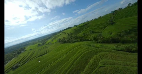 View of rice fields with a volcano in the background Stock Footage 292914781