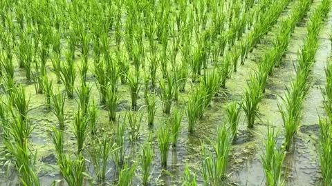 View of rice fields with young green rice plants Stock Footage 294737890