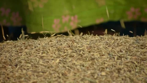 View of rice grains falling onto a pile in Bogura, Bangladesh. 스톡 동영상 334971266