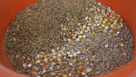 View of rice paddy and corn kernels in an orange bowl, Nepal. Vídeos de archivo 335606854