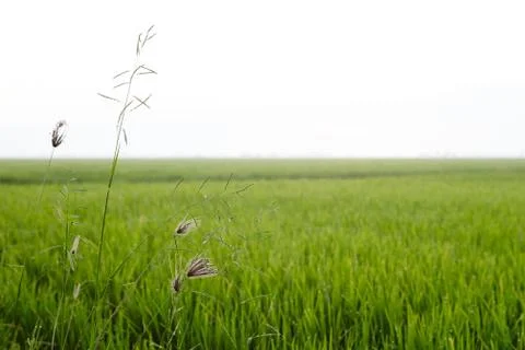 V.iew of a rice paddy field Stock Photos