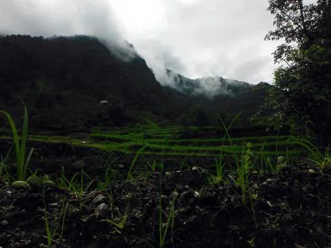 View of rice paddy fields before misty mountains Fotos Stock