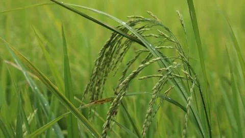 View of rice paddy fields Stock Photos