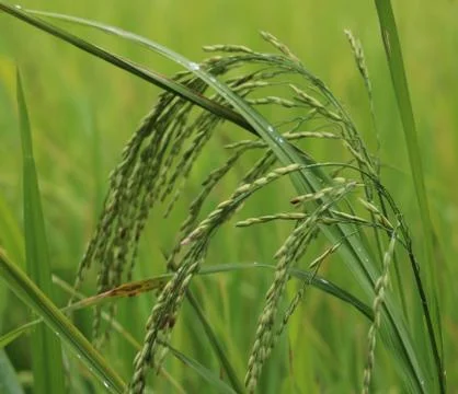 View of rice paddy fields Stock Photos