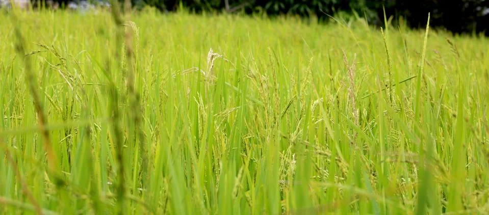 View of rice paddy fields Stock Photos