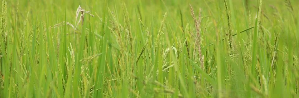 View of rice paddy fields Stock Photos