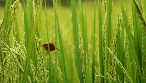 View of rice paddy fields Stock Photos