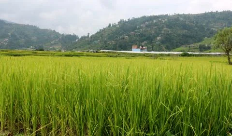 View of rice paddy fields Stock Photos