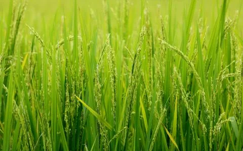 View of rice paddy fields Stock Photos