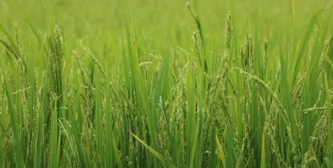 View of rice paddy fields Stock Photos