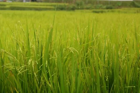 View of rice paddy fields Stock Photos