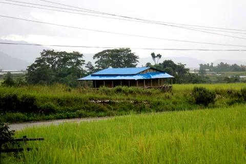 View of rice paddy fields Stock Photos