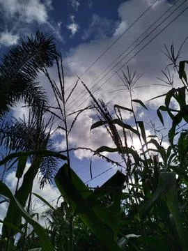 View of rice plants from below with clouds and power lines Stock Photos