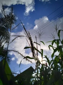 View of rice plants from below with clouds and power lines Foto stock