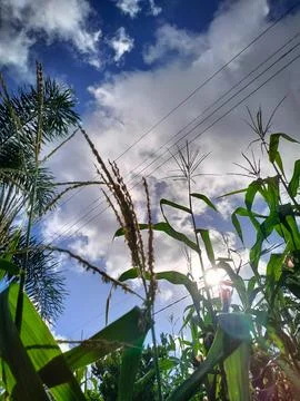 View of rice plants from below with clouds and power lines Stock Photos