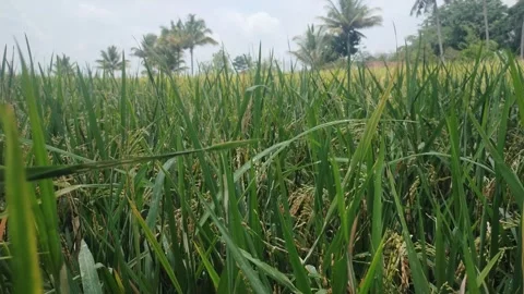 View of rice plants Video stock 291408069