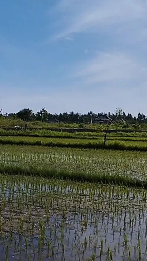 The view of rice plants in the rice fields is very cool Stock Footage 229536935