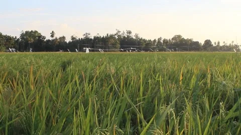 View of rice in the rice fields Stock Footage 259200194