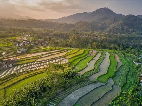 View of rice terraces and distant volcanoes in Java, Indonesia at sunset Foto stock