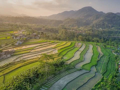 View of rice terraces and distant volcanoes in Java, Indonesia at sunset Foto stock