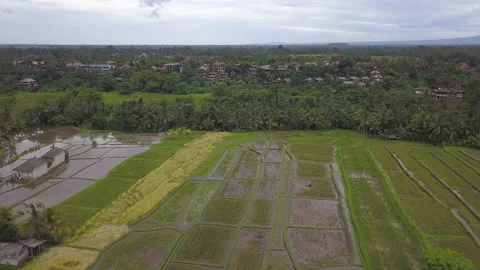 View of the rice terraces of Bali Stock Footage 147487364
