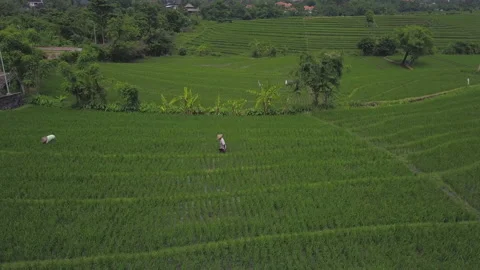 View of the rice terraces of bali Stock Footage 147603346