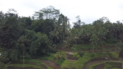 View of the rice terraces of bali Stock Footage 147610357
