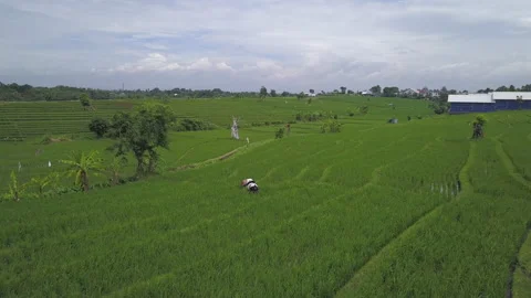 View of the rice terraces of bali Stock Footage 147661896