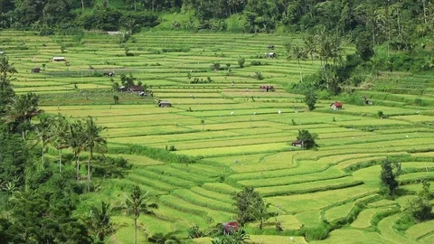 View of rice terraces 動画素材 72473988