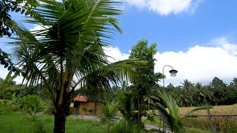 View of rice terraces in indonesia Stock Footage 106556667