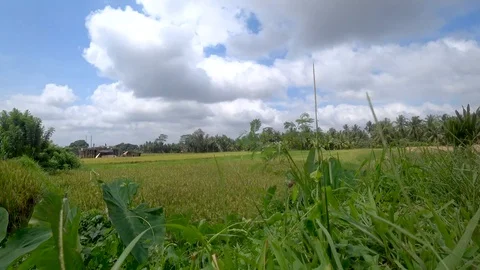 View of rice terraces in indonesia Stock Footage 106556771