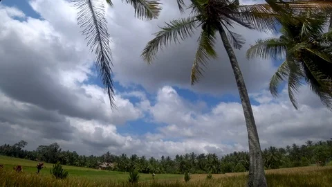 View of rice terraces in indonesia Stock Footage 106556887