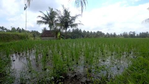 View of rice terraces in indonesia Stock Footage 106556986