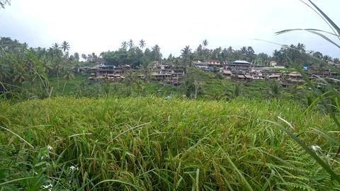 View of rice terraces in indonesia Stock Footage 106558769