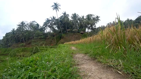 View of rice terraces in indonesia Stock Footage 106558794