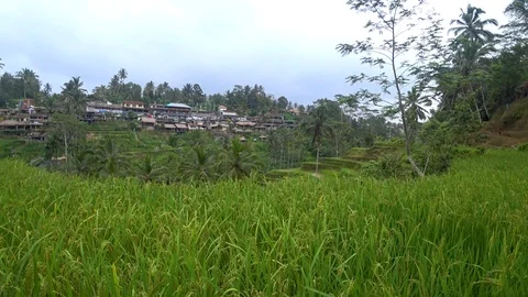 View of rice terraces in indonesia Stock Footage 106558928