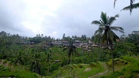 View of rice terraces in indonesia Stock Footage 106558998