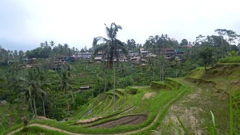 View of rice terraces in indonesia Stock Footage 106559342