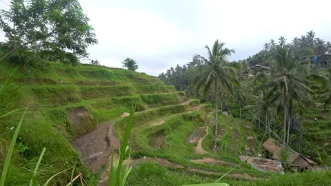 View of rice terraces in indonesia Stock Footage 106559387